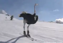 Ostriches skiing down a mountain