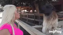 Woman and llama kiss