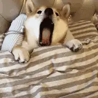 Shiba Inu dog yawning in bed