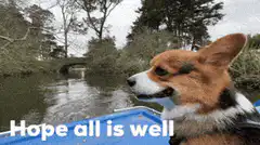 Corgi in a boat hoping all is well
