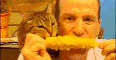 Man and cat eating corn on the cob