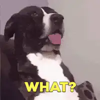 Dog head tilt with what text