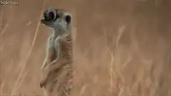 Meerkat with googly eyes