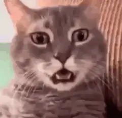 shocked cat with teeth showing