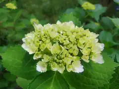 Close-up of a white hydrangea flower
