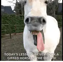 Horse showing teeth and tongue