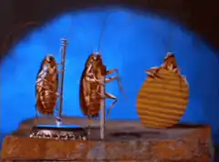 cockroaches playing instruments