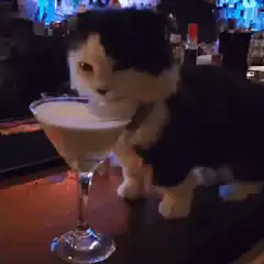 kitten drinking from a cocktail glass