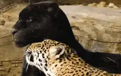 Black panther and leopard cuddling