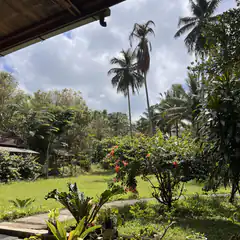 Tropical garden with palm trees