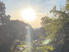 sun shining through trees