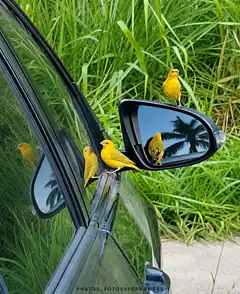 yellow birds on car mirror