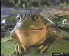 Frog inflating throat pouch
