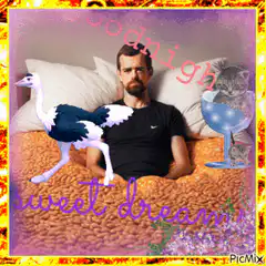 Man in bed with ostrich and cat