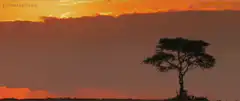 Silhouette of a tree against a sunset sky