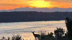 Deer silhouetted against sunset over water and mountains