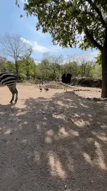 Ostrich runs towards camera and bows