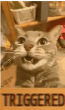 Triggered cat meme