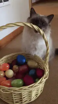 Cat hissing at Easter basket