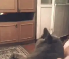 Grey cat licking black cat
