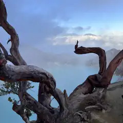 twisted tree branches framing a crater lake