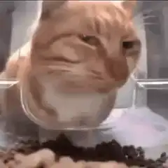 judgy cat in glass bowl