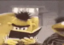Bert reading a book and looking up