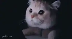 Cat yawning at laptop