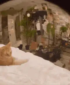 Orange cat zooms in on face