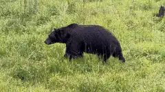 black bear walking through tall grass
