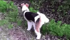 Dog peeing on bush