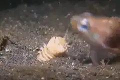 Squid buries prey in sand