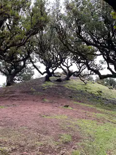 Gnarled trees on a grassy hill