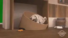 Pug wakes up excited it's friday