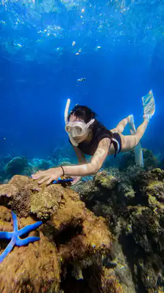Woman snorkeling over coral reef with blue starfish