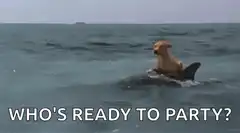 dog riding dolphin party