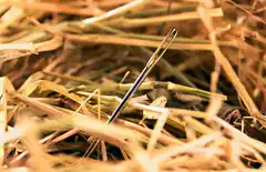 needle in a haystack