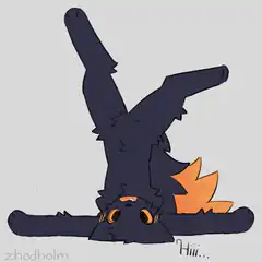 black cat doing a handstand