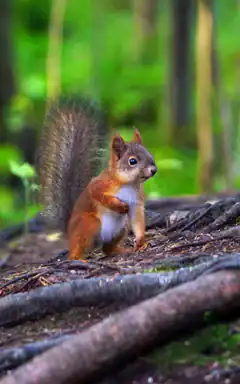 squirrel standing on log in forest