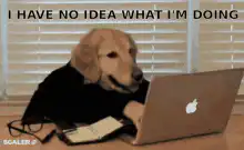Dog typing on laptop confused