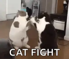 Two cats standing up and play fighting