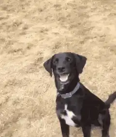 Smiling black dog with blue collar