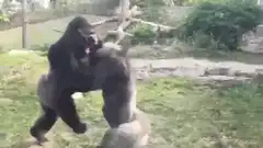 Gorillas play fighting in enclosure