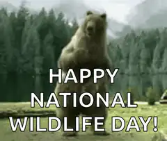 Happy National Wildlife Day Bear