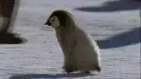 Fluffy penguin chick on snow