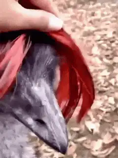 ostrich wearing red wig