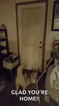 Dog excitedly greets owner at door