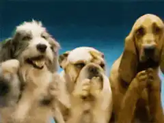 Three dogs clapping