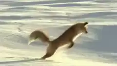Arctic fox diving into snow