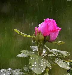 pink rose in rain
